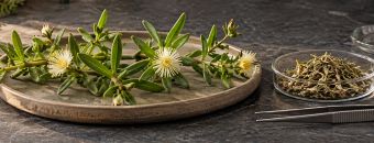 Benefits of Kanna: What Current Research Suggests